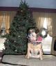Jenny and the tree