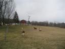 Llamas. It's not fair these stupid llamas have a better view than I do at my house.