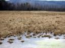 Ducks